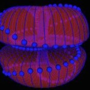 Meet your Posher, Thomas